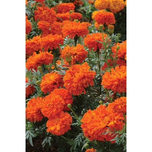 JOHNSONS Afrikán ORANGE (AFRICAN) 22963