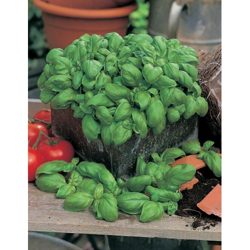 JOHNSONS Bazalka ITALIANO CLASSICO 22973