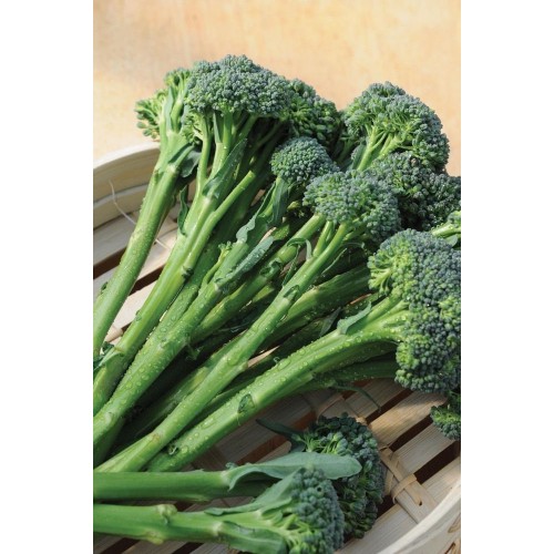 JOHNSONS Brokolice (TENDERSTEM) INSPIRATION F1 22977 JOHNSONS Brokolice (TENDERSTEM) INSPIRATION F1 22977
