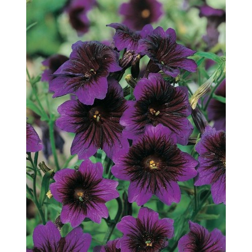 JOHNSONS Jazylka KEW BLUE 22968 JOHNSONS Jazylka KEW BLUE 22968