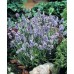 JOHNSONS Levandule ELLEGANCE SKY 22960