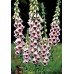 JOHNSONS Náprstník FOXGLOVE PAM’S CHOICE 22956