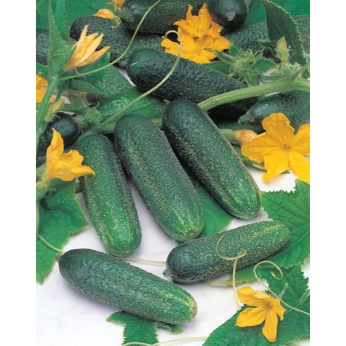 JOHNSONS Okurka Hokus 22987 JOHNSONS Okurka Hokus 22987