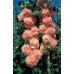 JOHNSONS Topolovka CHATERS Salmon 22957