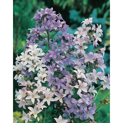 JOHNSONS Zvonek lactiflora MIXED 22950 JOHNSONS Zvonek lactiflora MIXED 22950