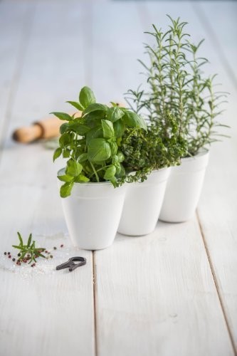 KETER IVY HERBS květináče na bylinky, bílá 17197630 KETER IVY HERBS květináče na bylinky, bílá 17197630