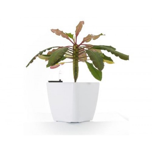 Samozavlažovací květináč G21 Cube bílý 22cm 6392410 Samozavlažovací květináč G21 Cube bílý 22cm 6392410