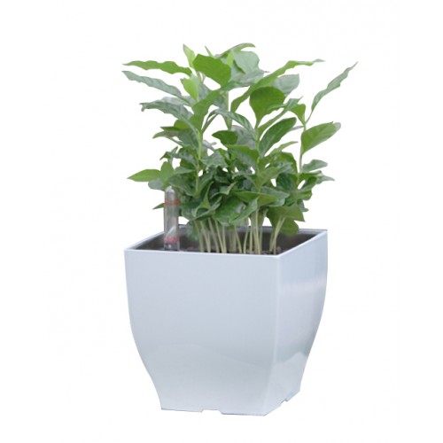 Samozavlažovací květináč G21 Cube mini bílý 13,5cm 6392570 Samozavlažovací květináč G21 Cube mini bílý 13,5cm 6392570