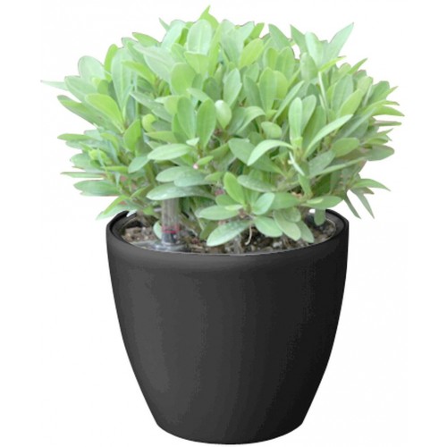 Samozavlažovací květináč G21 Ring mini černý 15cm 6392541 Samozavlažovací květináč G21 Ring mini černý 15cm 6392541