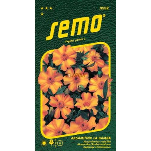 SEMO Aksamitník rozkladitý LA BAMBA 9532 SEMO Aksamitník rozkladitý LA BAMBA 9532