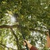 FISKARS OneClick Česáček na ovoce (30,2 cm) 1080692