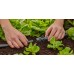 Gardena Micro-Drip-System T-kus pro rozprašovací trysky 13 mm 13206-20
