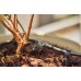Gardena Micro-Drip-System Kapač řadový, vyrovnávající tlak, 10ks 13312-20