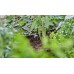 Gardena Micro-Drip-System Kapač řadový, vyrovnávající tlak, 10ks 13312-20