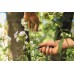 FISKARS Solid SP13 Micro-tip nůžky prostřihávací 1051600
