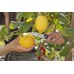Gardena VeggieCut Nůž, 12211-20
