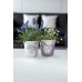 PROSPERPLAST Květináč s potiskem IML 14 cm, bylinky H2 DML140